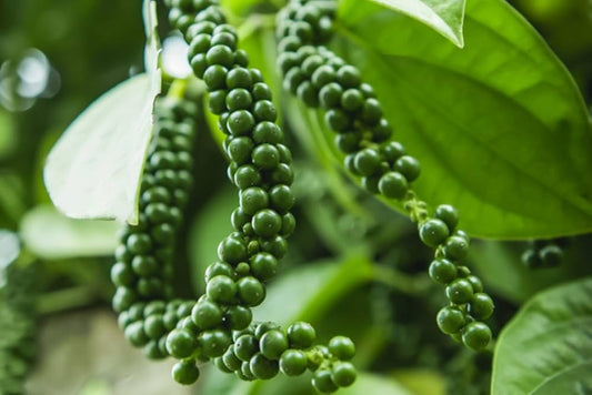 5 Tips to Store, Grind & Use Thellicherry Black Pepper for Maximum Flavor